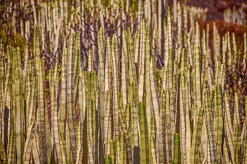 Succulent Vertical Displays
