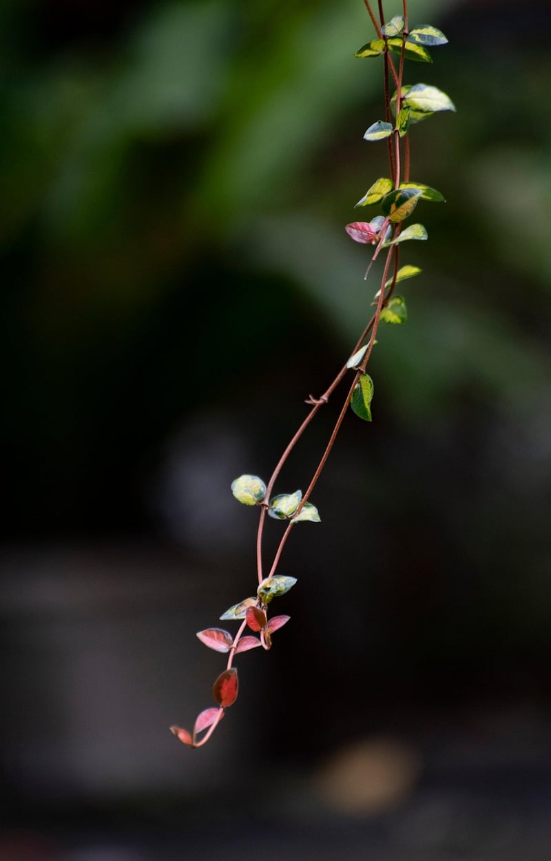 Trailing Plants Inspiration