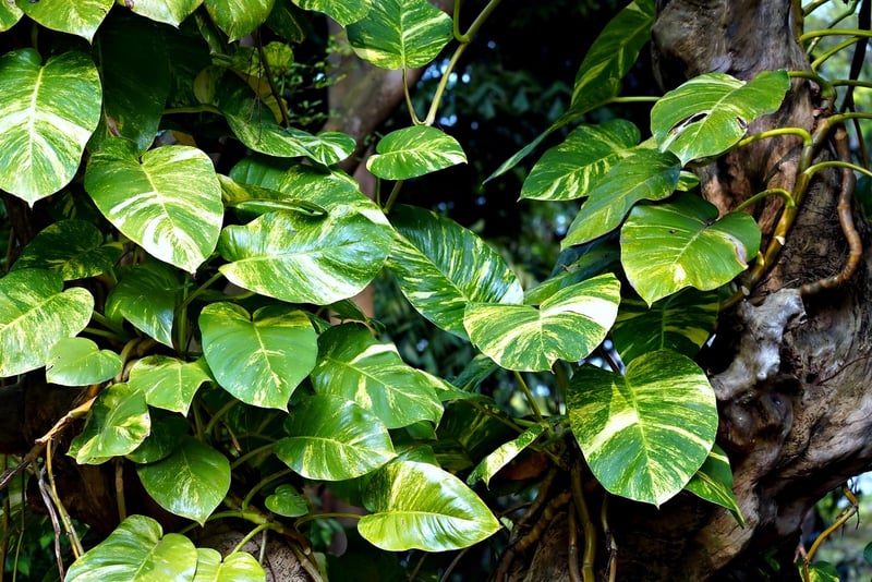 Devil's Ivy