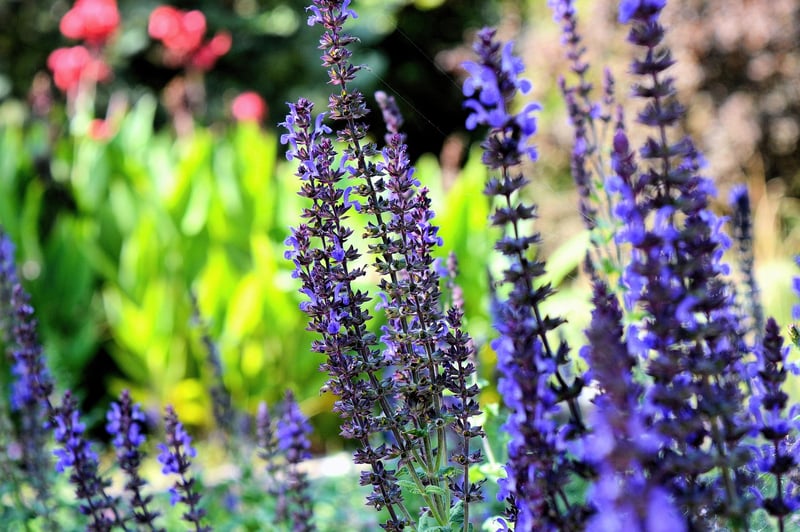 Aromatic Herb Wall
